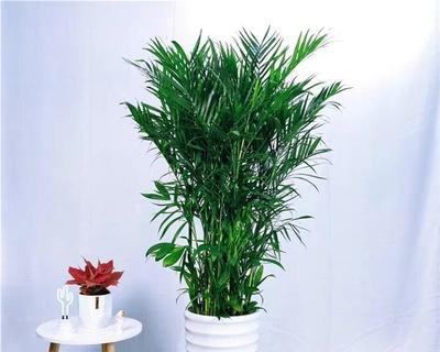 夏威夷椰子的浇水方法（浇水频率）第3张