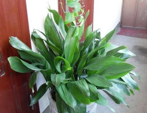 夏威夷椰子的浇水方法（浇水频率）第1张