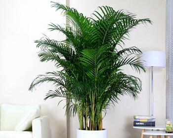 夏威夷椰子的种植养护全攻略（如何养出茂盛的夏威夷椰子）第1张