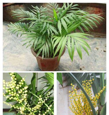 夏威夷椰子的种植养护全攻略（如何养出茂盛的夏威夷椰子）第2张