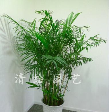 夏威夷椰子的种植养护全攻略（如何养出茂盛的夏威夷椰子）第3张