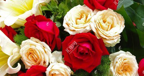 红玫瑰花的寓意及意义解析（红玫瑰花代表爱情的七个方面）第1张