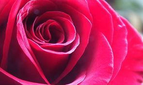 红玫瑰花的寓意及意义解析（红玫瑰花代表爱情的七个方面）第2张