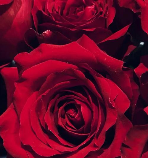 卡罗拉红玫瑰花语（探索红玫瑰的世界）第3张