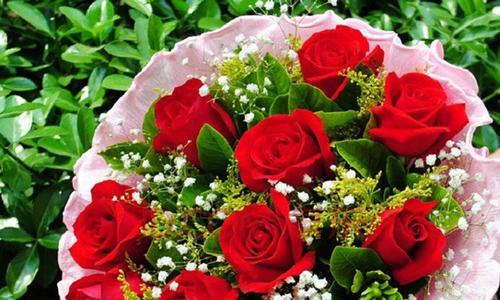 卡罗拉红玫瑰花语（探索红玫瑰的世界）第2张